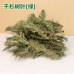 贵州杉树叶树枝树皮现摘当季晒干杉叶真叶子道具展厅布置装饰道具