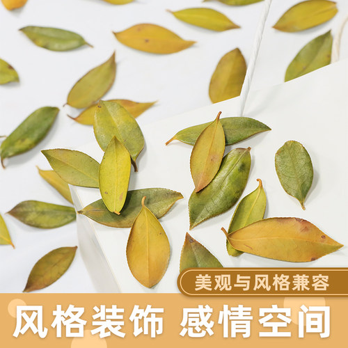干树叶山茶油树叶手工贴画标本