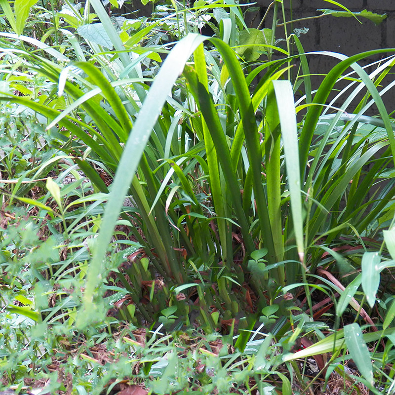 贵州茴香菖蒲5斤 五香草火锅卤料 去腥羊牛鸡鸭鱼肉香料草山三萘