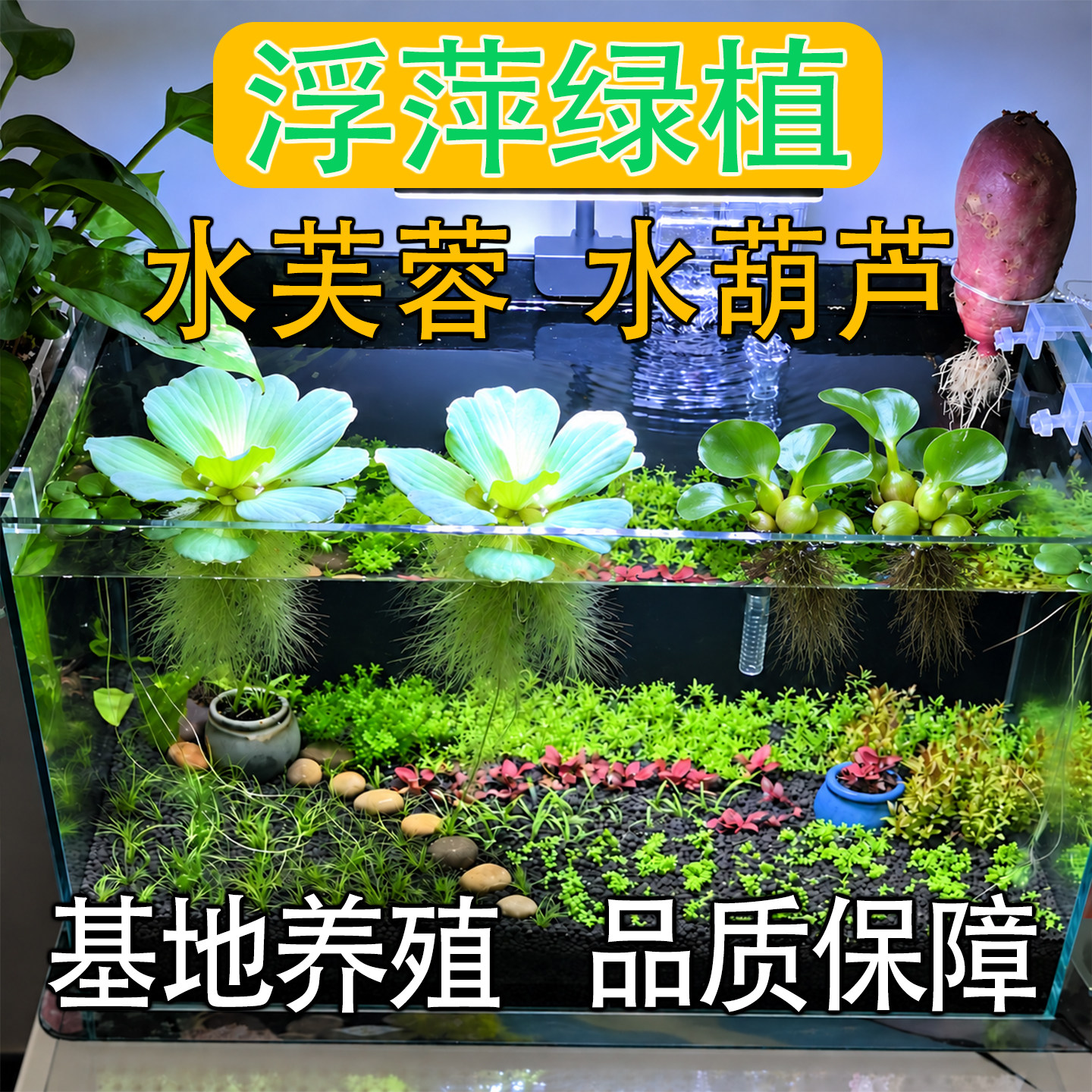 水葫芦水芙蓉浮萍水草养龟鱼净水