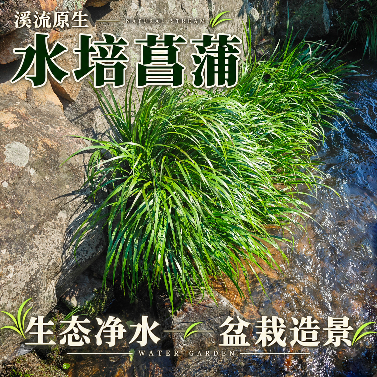 水培石菖蒲水生盆景鱼龟缸造景过滤盆栽净化水质四季常青绿植摆件