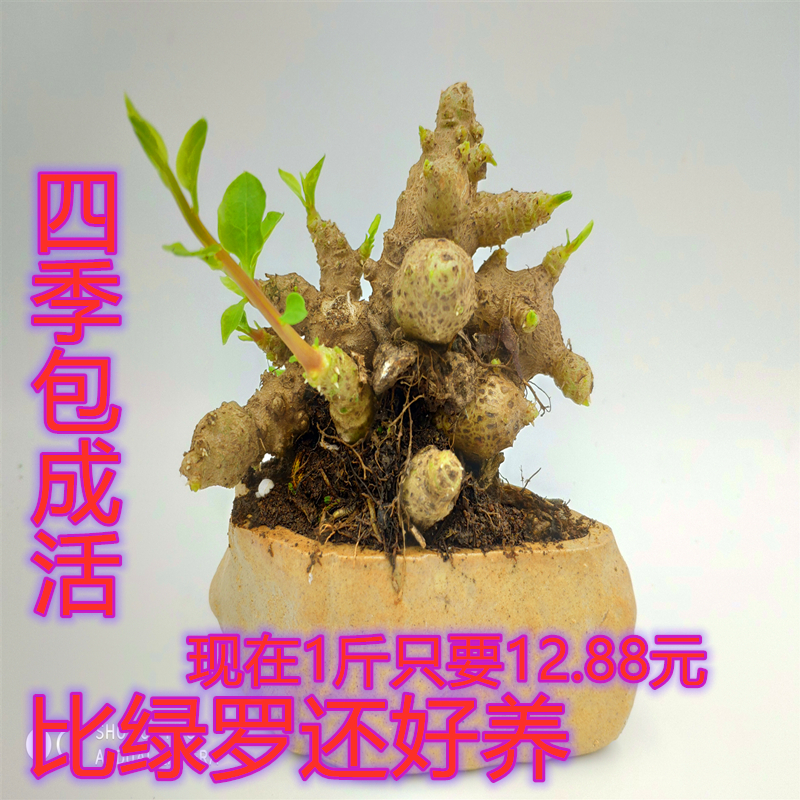 藤三七綠植苗山里盆栽土田七藤子三七根川七根云南白藥葉子 甩賣