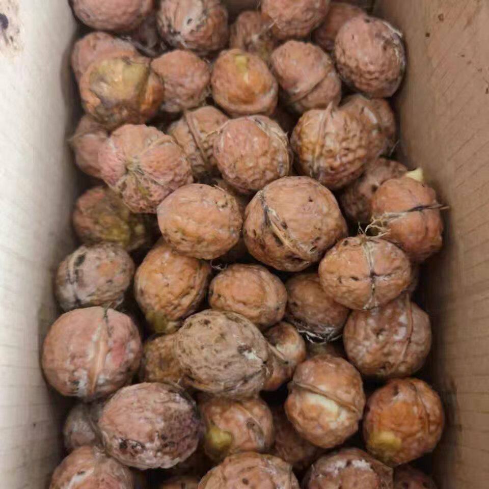 云南特产新鲜湿核桃去青皮山手剥核桃脆嫩核桃现摘鲜核桃2026年