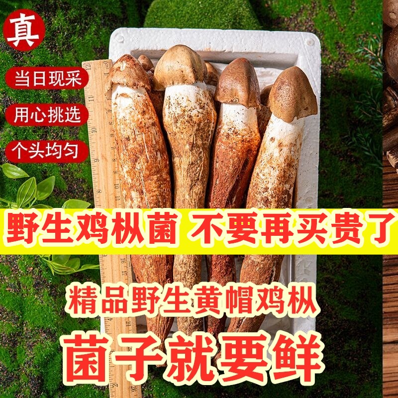 野生菌鸡枞菌500g云南野生菌