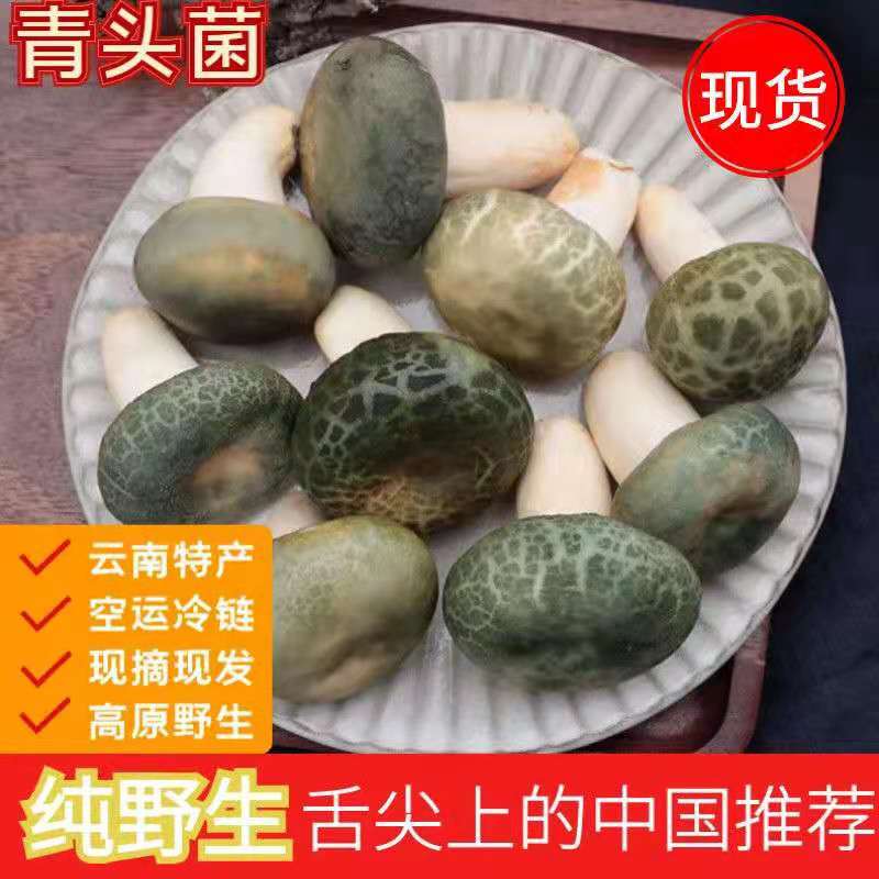 青头菌新鲜云南野生菌蘑菇云南特产新鲜青头菌骨朵现货顺丰美食
