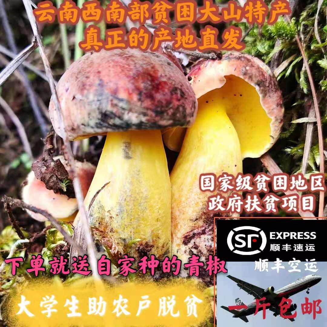 云南野生菌变色菌子蘑菇