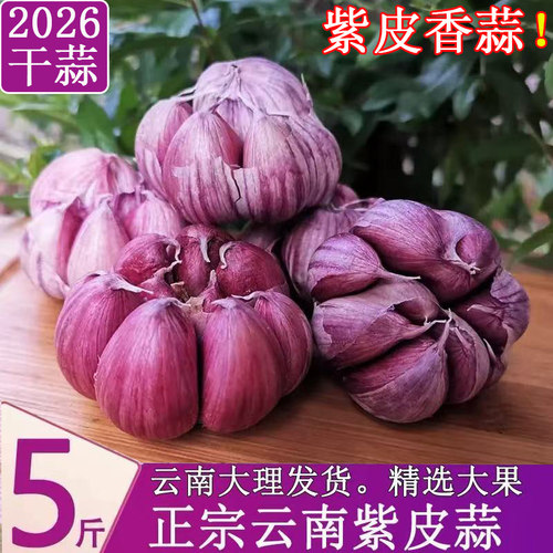 云南大理紫皮大蒜 干蒜红皮香蒜多瓣蒜农家种植大蒜种子 5斤大果