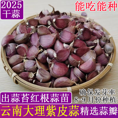 紫皮蒜瓣蒜香味辣能吃能种