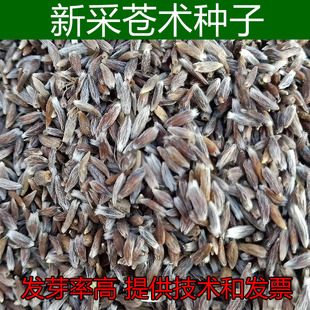 新采苍术种子朱砂点南北苍术籽 多年生种植简单中药材种子