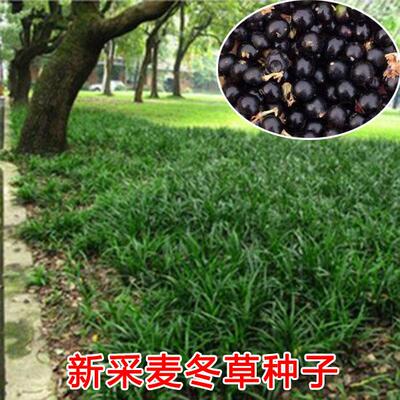 玉龙草麦冬草种子草坪种子