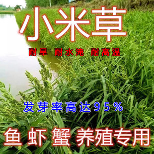 小米草种子水草耐水淹耐旱雀叶稗稷子四季养殖鱼虾蟹水生牧草种籽