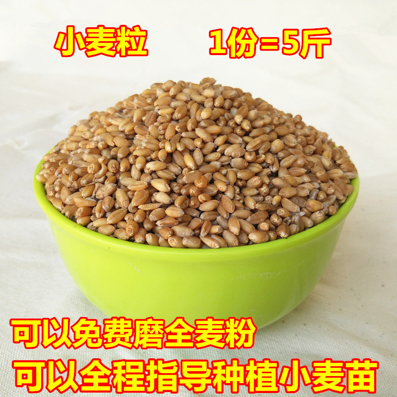 新小麦粒发芽麦榨汁小麦草种子生麦芽糖磨面小麦种子2500克