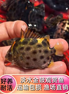 淡化金鼓鱼淡水观赏鱼冷水群游性