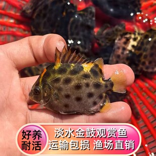 淡化金鼓鱼淡水观赏鱼银鼓鱼除丝藻热带小型冷水鱼群养混养群游性