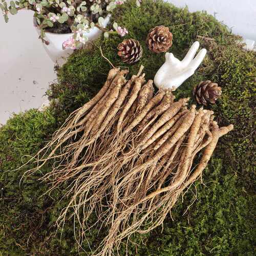 东北长白山人参一元一根小鲜参可种植煲汤泡茶养生茶人参苗产地