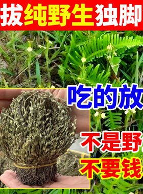 野生独脚金草药疳积草 新鲜晒干独角金中药材 消积鸡内金独脚金草