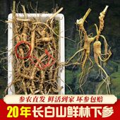 鲜人参长白山鲜林下参野山参新鲜籽参20年整枝老参新鲜参泡酒煲汤