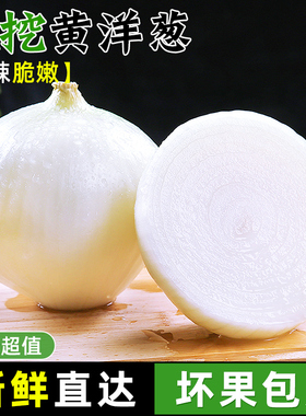 黄皮洋葱新鲜当季蔬菜农自家种可生吃白心大洋葱皮芽子特产圆葱头