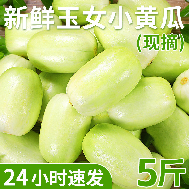 黄瓜新鲜玉女黄瓜水果小黄瓜白玉黄瓜小拇指青瓜现摘生吃蔬菜包邮