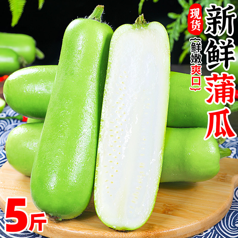 新鲜蒲瓜5斤当季新鲜蔬菜瓠瓜蒲仔长扁蒲特产批发整箱西葫芦3包邮