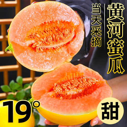 黄河蜜瓜丨脆甜如蜜丨好吃不贵！