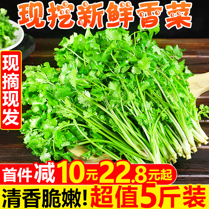新鲜香菜5斤 应当季蔬菜芫荽农家种植铁杆小叶香菜苗