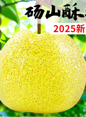 砀山酥梨正宗安徽梨子新鲜水果10斤当季整箱特产青香梨脆雪梨包邮