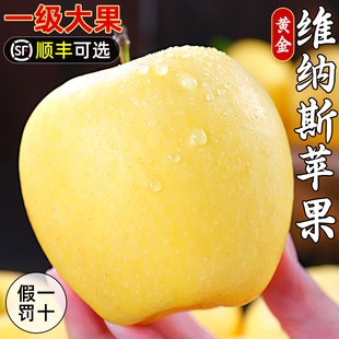 山东烟台黄金维纳斯苹果新鲜当季水果奶油红富士金帅冰糖心甜包邮
