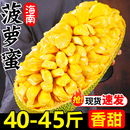 黄肉菠萝蜜海南产地直发40 水果整箱邮 45斤热带新鲜水果新鲜应季