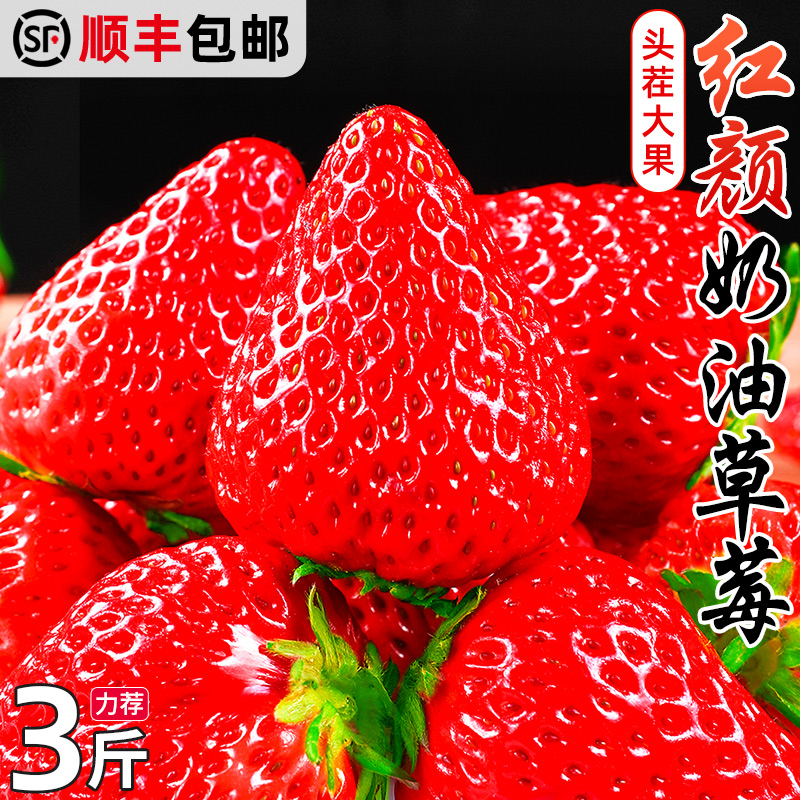 红颜草莓3斤新鲜水果99奶油草莓牛奶巧克力礼盒孕妇当季3顺丰包邮