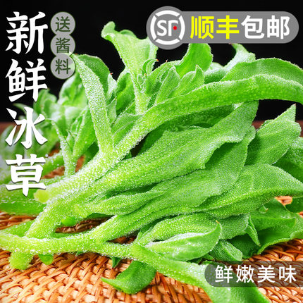 新鲜冰草5斤冰菜蔬菜水晶冰花叶火锅即食生吃沙拉食材菜3顺丰包邮
