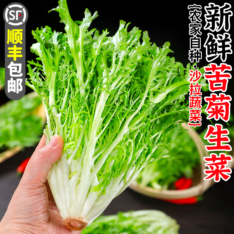 新鲜苦菊5斤装苦细叶生菜苦苣蜘蛛生菜狗牙九芽生菜沙拉蔬菜包邮 水产肉类/新鲜蔬果/熟食 叶菜类 原图主图