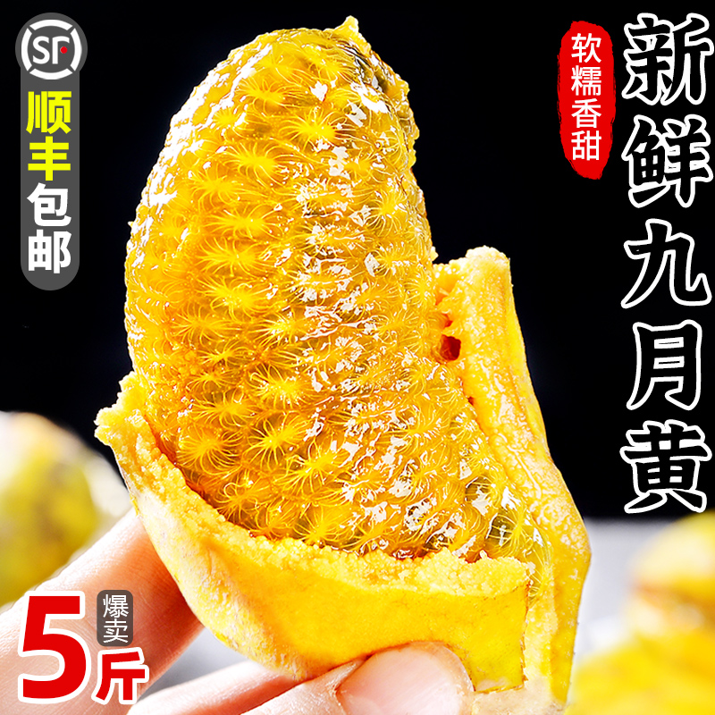 新鲜九月黄5斤应季水果拿麻藤包牛卵坨八月瓜木通果特产顺丰4包邮
