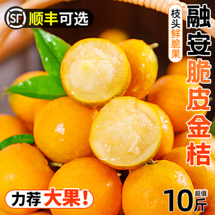 融安脆皮金桔10斤广西小橘子蜜金柑新鲜纯甜当季水果孕妇整箱包邮
