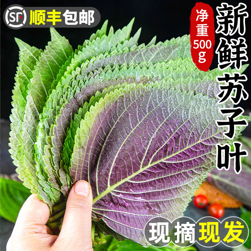 新鲜苏子叶1斤韩式烤肉紫苏叶包饭蘸酱绿色蔬菜提香调料寿司包邮_虎窝淘