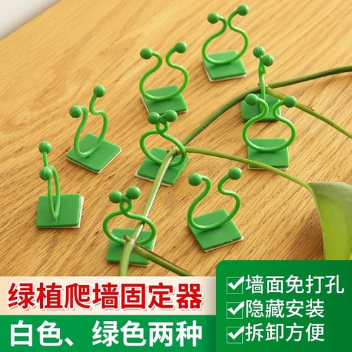 果蔬垂吊爬墙固定夹卡无孔通用