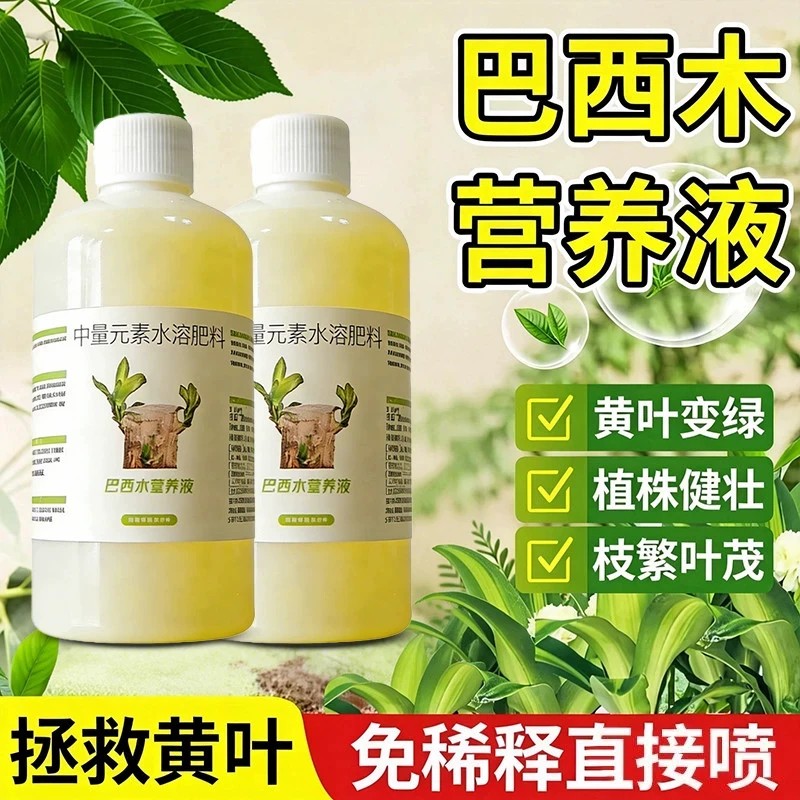 巴西木营养液促芽防黄叶生根