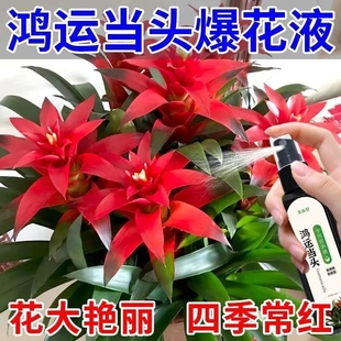 【一喷就开】鸿运当头营养液凤梨花催开花防黄叶枯萎花失色肥料