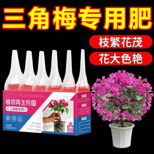 三角梅开花专用再生营养液长效