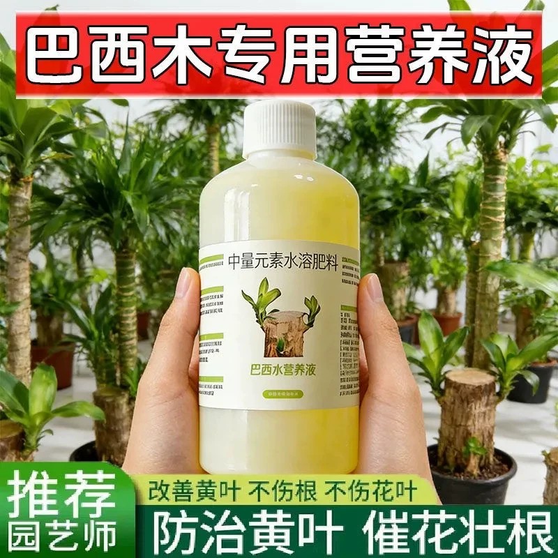 免稀释巴西木专用营养液