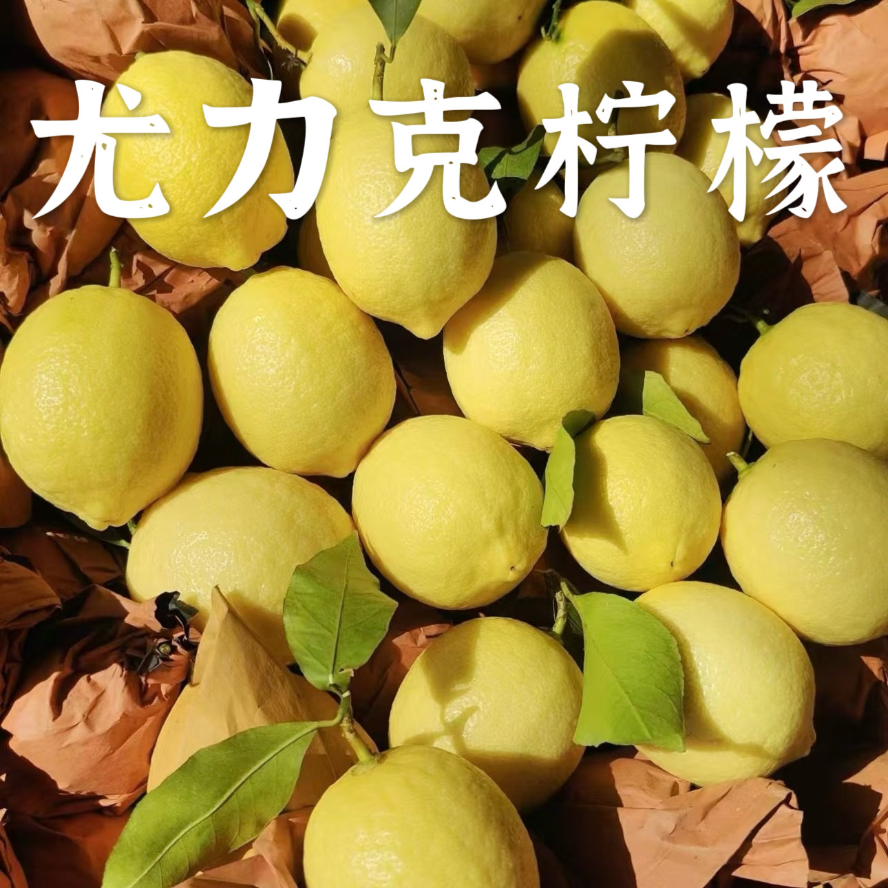 重庆尤力克黄柠檬薄皮多汁现摘