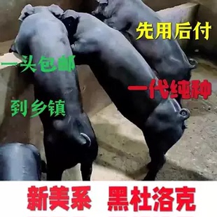 新美系纯种黑杜杜种公猪国寿黑原种黑猪杜洛克母猪黑金刚养殖饲料