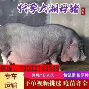 正宗怀孕原种太湖母猪正品纯种高产一代太湖代孕60天包邮养殖饲料