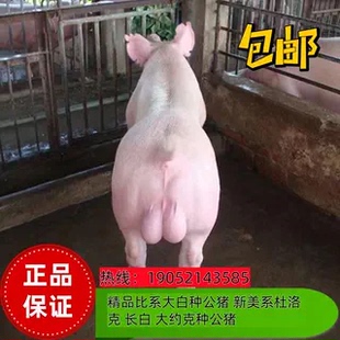 纯种新美系长白大白大约克种母猪种公猪丹系英系瘦肉型养殖饲料