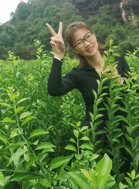 南丰蜜橘苗 蜜广蜜橘苗  金秋沙糖桔苗 各种嫁接柑橘苗占地苗