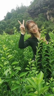 南丰蜜橘苗 蜜广蜜橘苗  金秋沙糖桔苗 各种嫁接柑橘苗占地苗