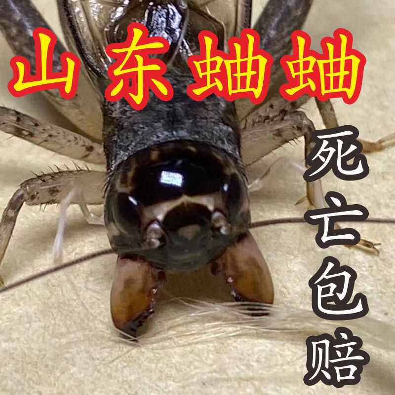 野生蛐蛐斗蟋蟀活体活虫大头大牙宁津阳鸣虫草罐用具品山东秋地虫