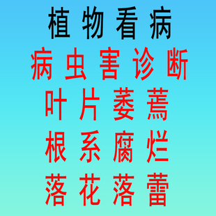 室内盆栽植物医生得病虫害诊断植物看病养花咨询根系腐烂叶片萎蔫