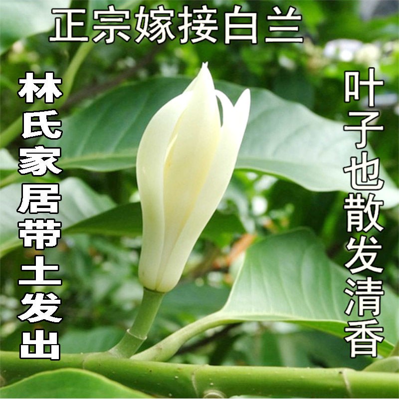 白兰花盆栽白玉兰树苗嫁接黄角兰黄桷兰黄玉兰花苗常绿树苗庭院苗