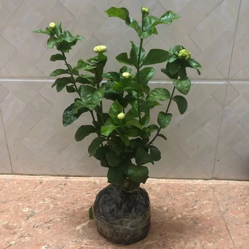 重瓣茉莉庭院芳香浓郁花期长盆栽